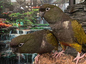 Patagonian Conure