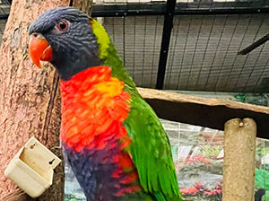 Rainbow Lorikeet