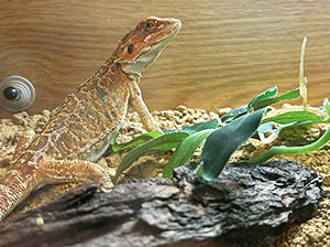 Rankins Dragon
