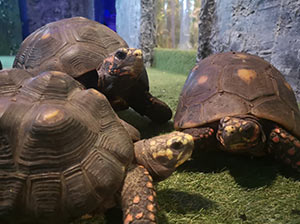 Red-Footed Tortoise