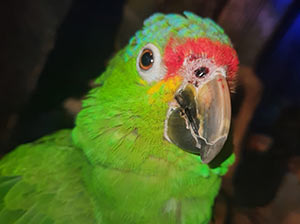 Red-Lored Amazon Parrot