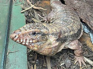 Red Tegu