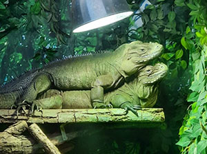 Rhinoceros Iguana