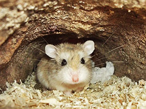 Roborowski Hamster