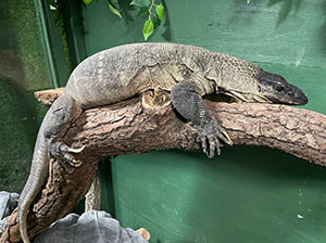 Rough Neck Monitor Lizard
