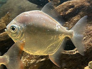 Silver Dollar