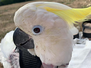 Sulphur-Crested Cockatoo