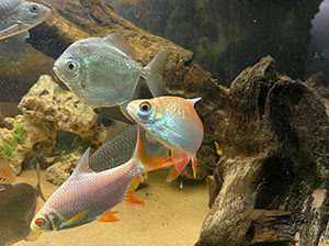 Tin Foil Barbs
