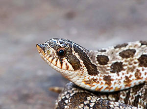 Western Hognose Snake