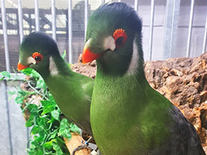 White-Cheeked Turacos