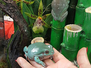 White's Tree Frog
