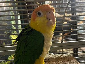 Yellow Thighed Caique