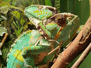 Yemen Chameleon