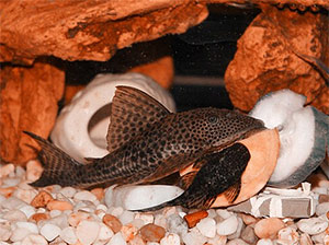 Bristlenose Pleco