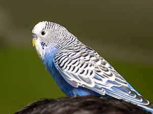Budgerigar