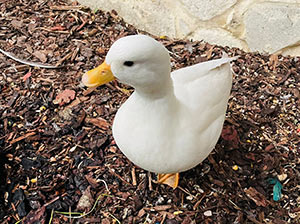 Call Duck