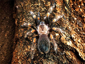 Chaco Golden Knee Tarantula