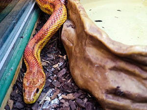 Corn Snake