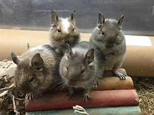 Degu