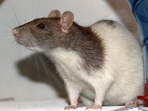 Fancy Rat