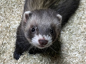 Ferret