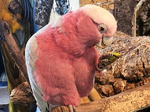 Galah