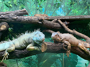 Iguana
