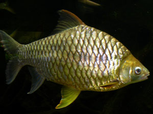 Lemon Fin Barb