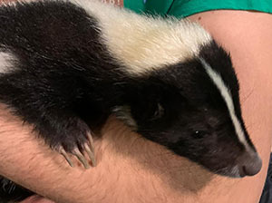 Skunk