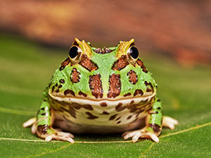 South-American Horned Frog