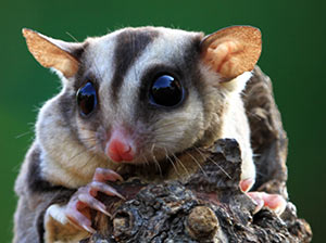 Sugar Glider