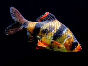 Tiger Barb