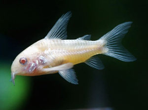 White Corydora