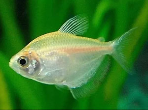 White Widow Tetra